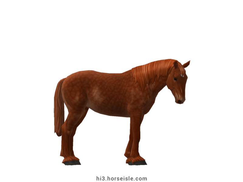 Australian Draught Horse Red Chestnut Coat